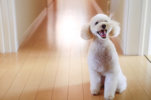 犬がトイレ前でうろうろする理由とは