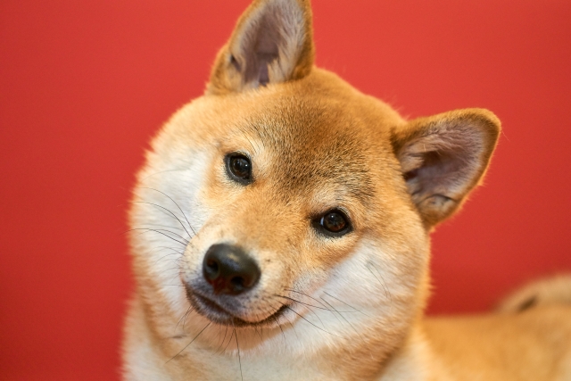 雄犬のトイレのポイントは壁だった！？